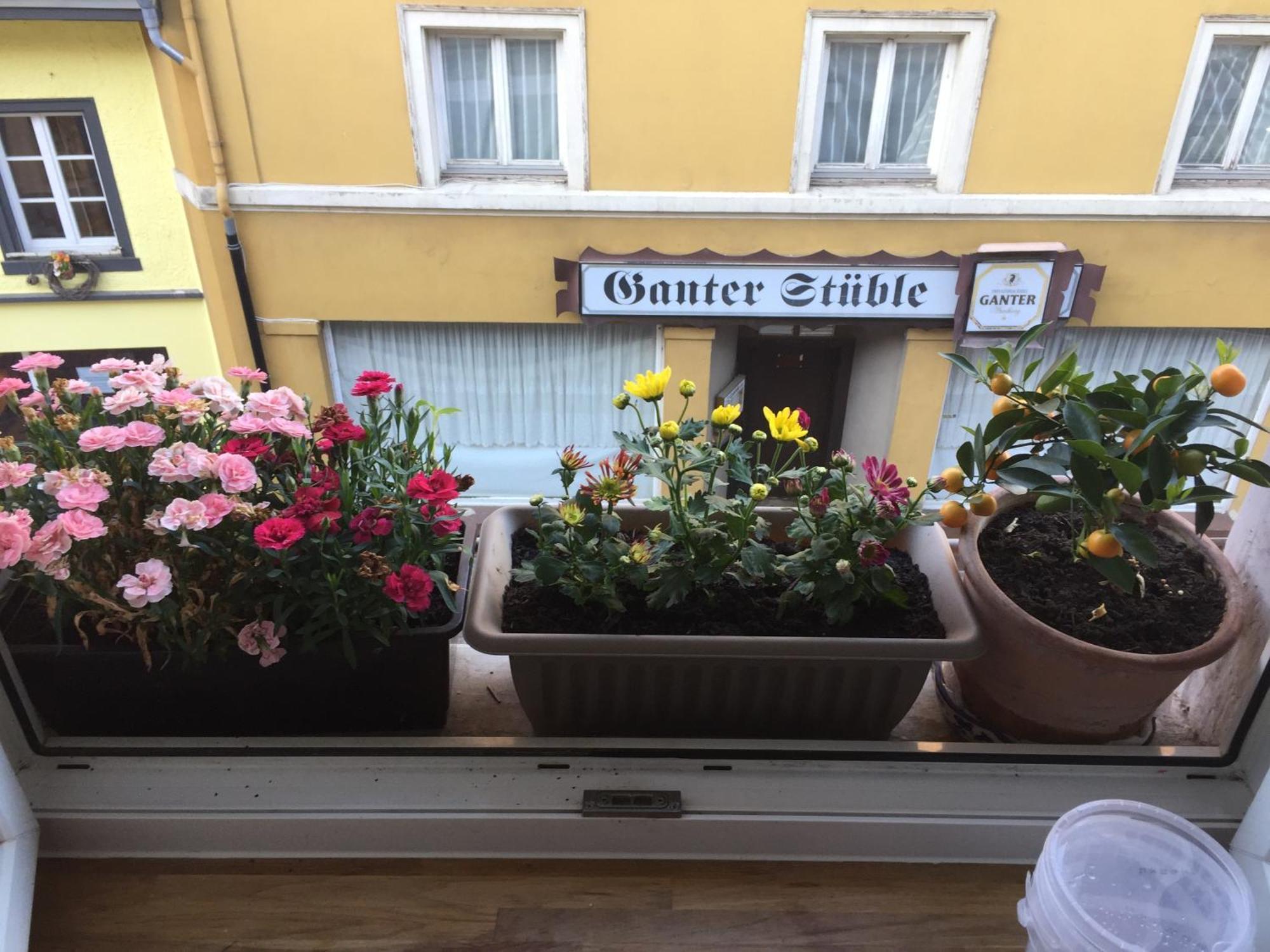Homestay Waldshut-Tiengen Zewnętrze zdjęcie